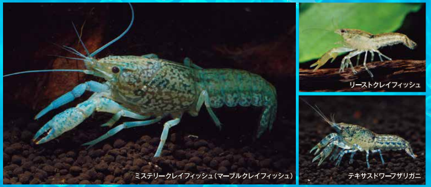 22年版 アメリカザリガニとアカミミガメの新たな規制 外来生物法改正案が成立 をまとめました