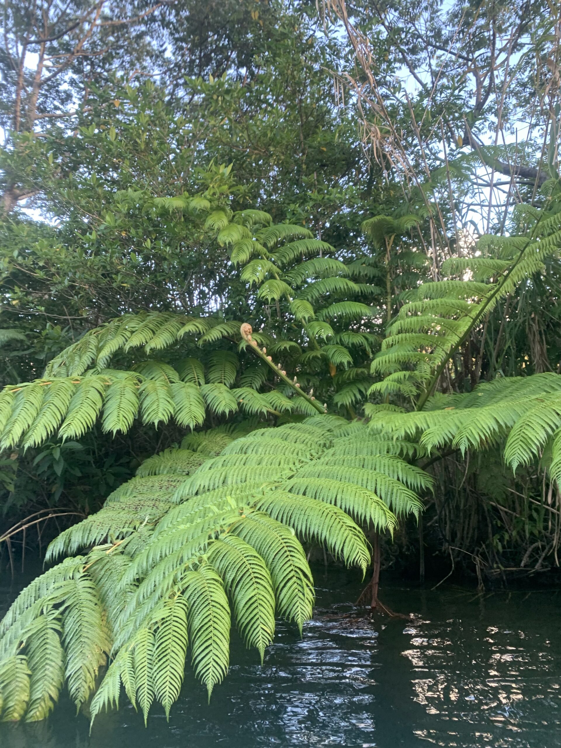 奄美大島のマングローブ原生林の中の植物